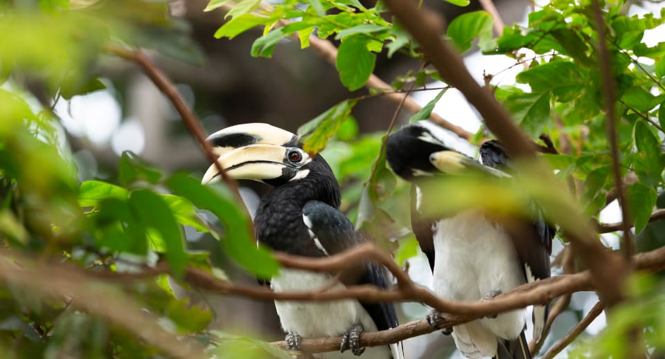 Rare hornbill celebrity couple in Thailand
