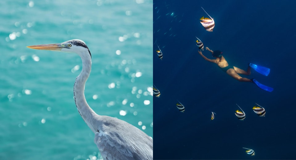 Herons in Fares Maldives