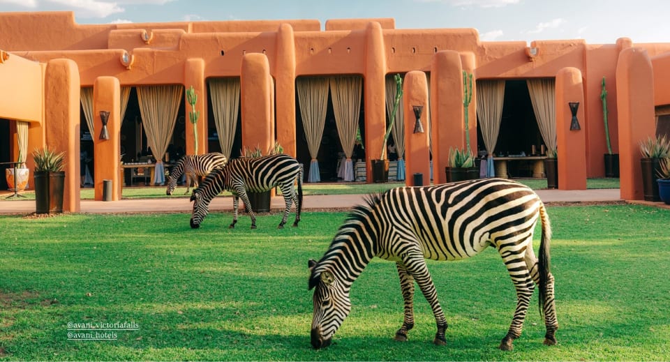 Zebra in Zambia