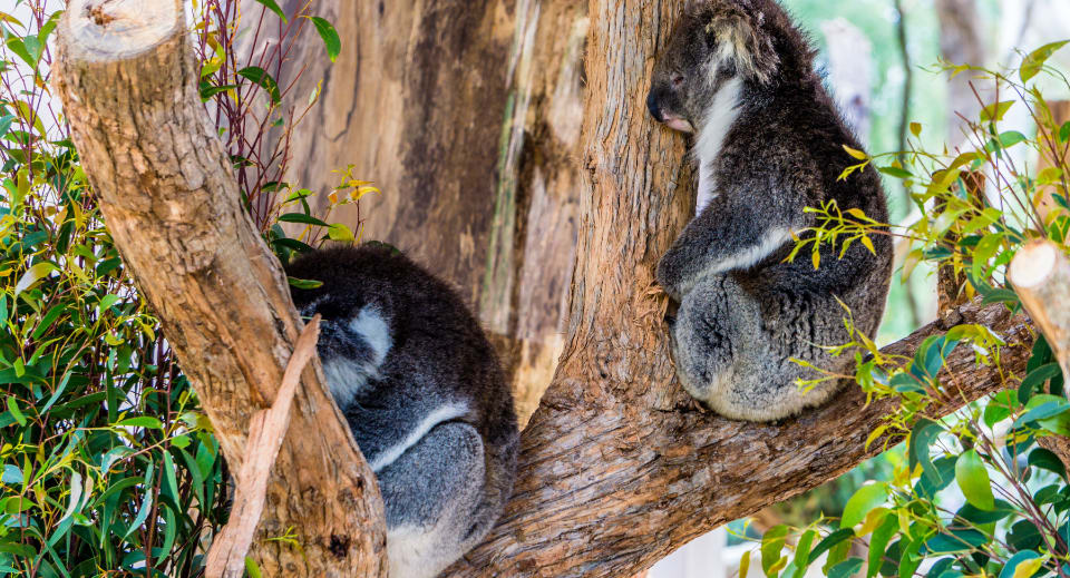 Wildlife tourism in Australia