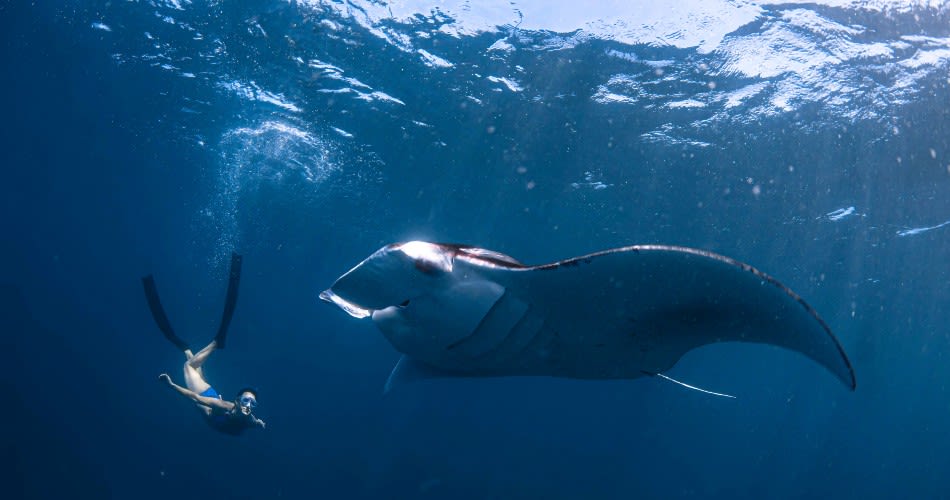 Hanli Prinsloo swimming with Manta Rays at Avani+ Fares Maldives Resort