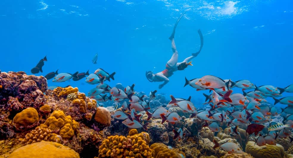 Diving activities during Your Paradise Music Festival at Baa Atoll's best lifestyle resort, Avani+ Fares Maldives Resort