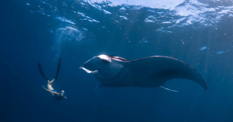 Experience Manta diving at Avani+ Fares Maldives