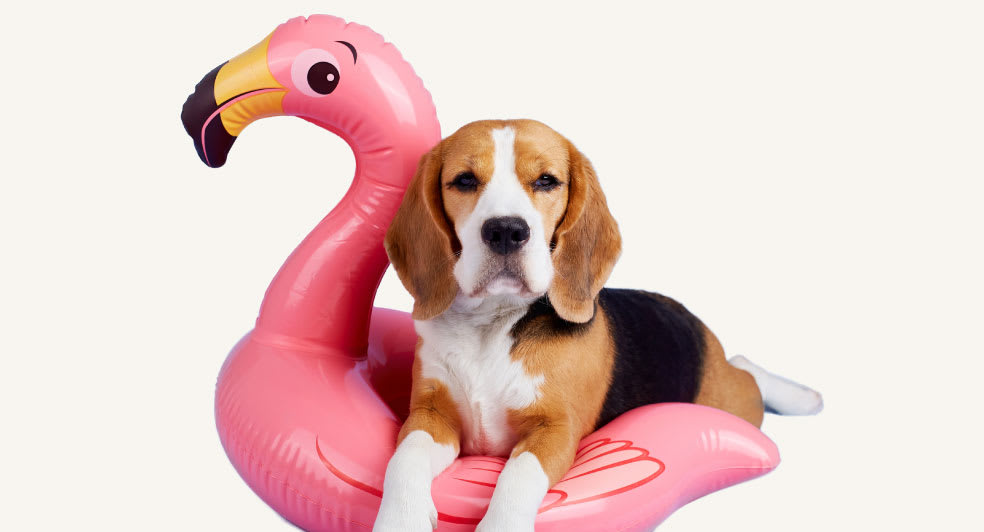 Dog in a floaty