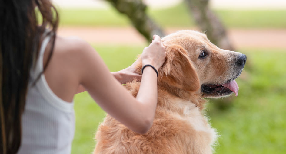 Girl with a Labrador