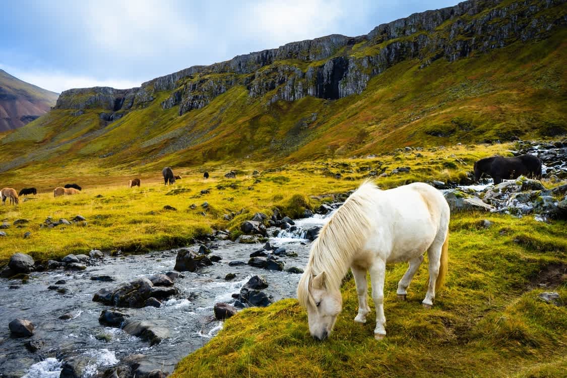 Icelandic horses 
