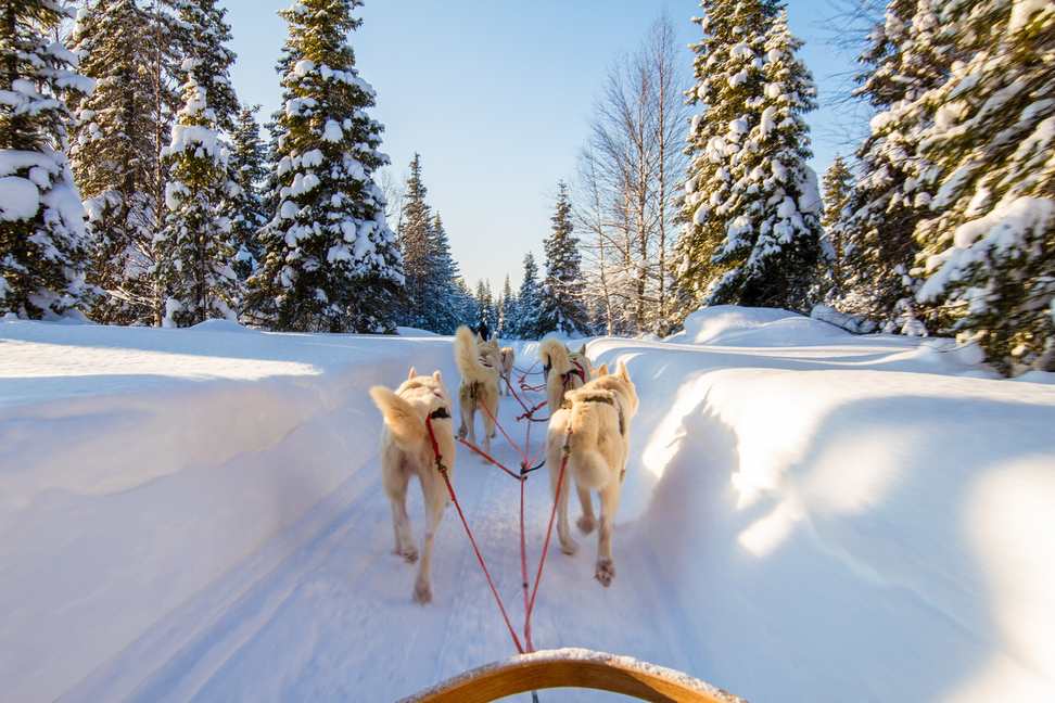 Arctic sled dogs through snow-covered forests in Finland