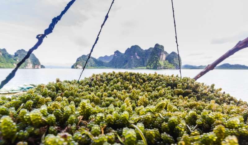 Green caviar farm Krabi