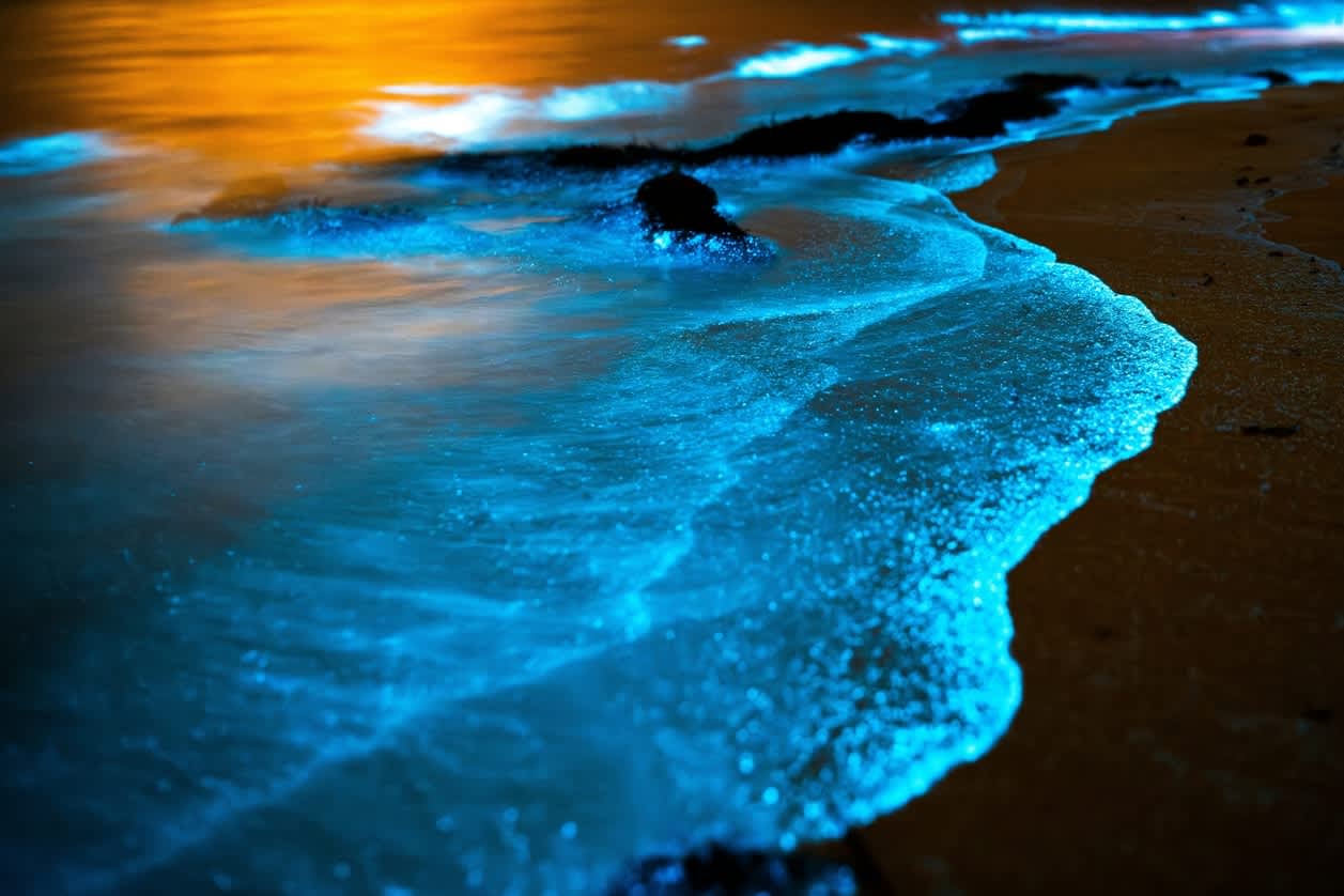 Maldives ocean’s radiant glow as bioluminescent wonders light up the waters 