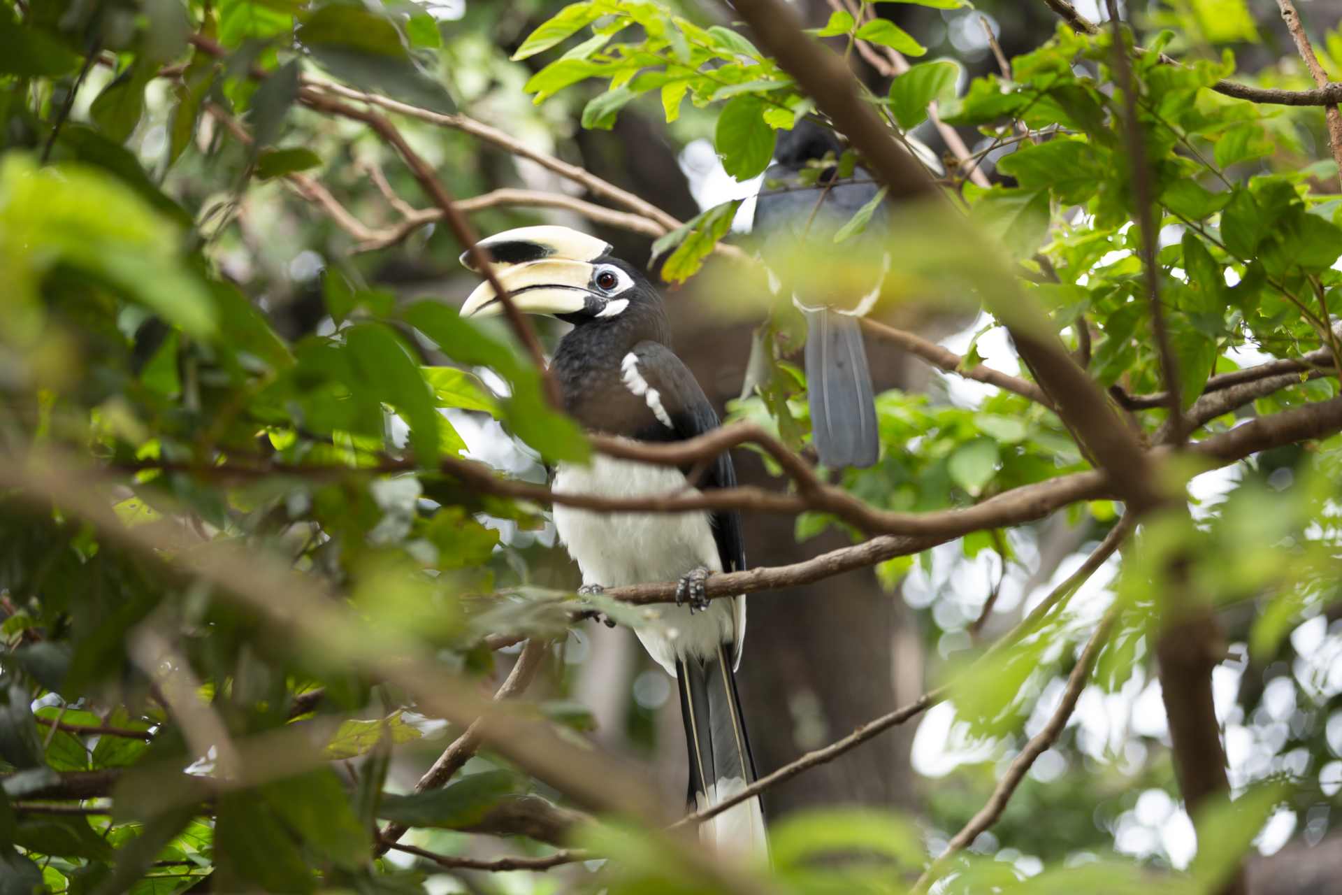 A hornbill resting on a branch.
