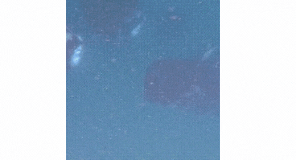 Manta rays at Avani Fares Maldives 