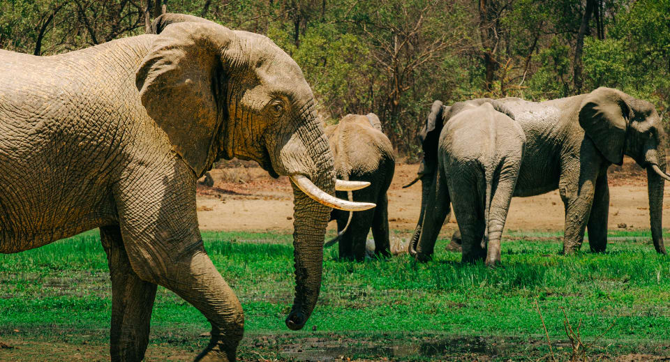 Elephants as part of Zambia wildlife