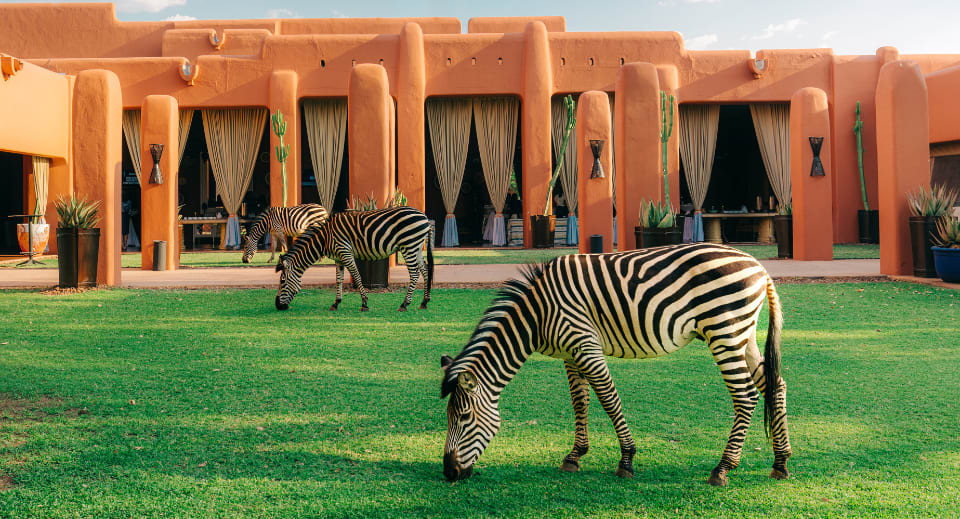 Zambia wildlife - zebras