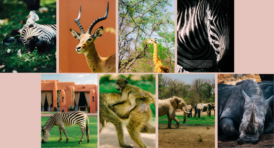 Wildlife tourism in Zambia 