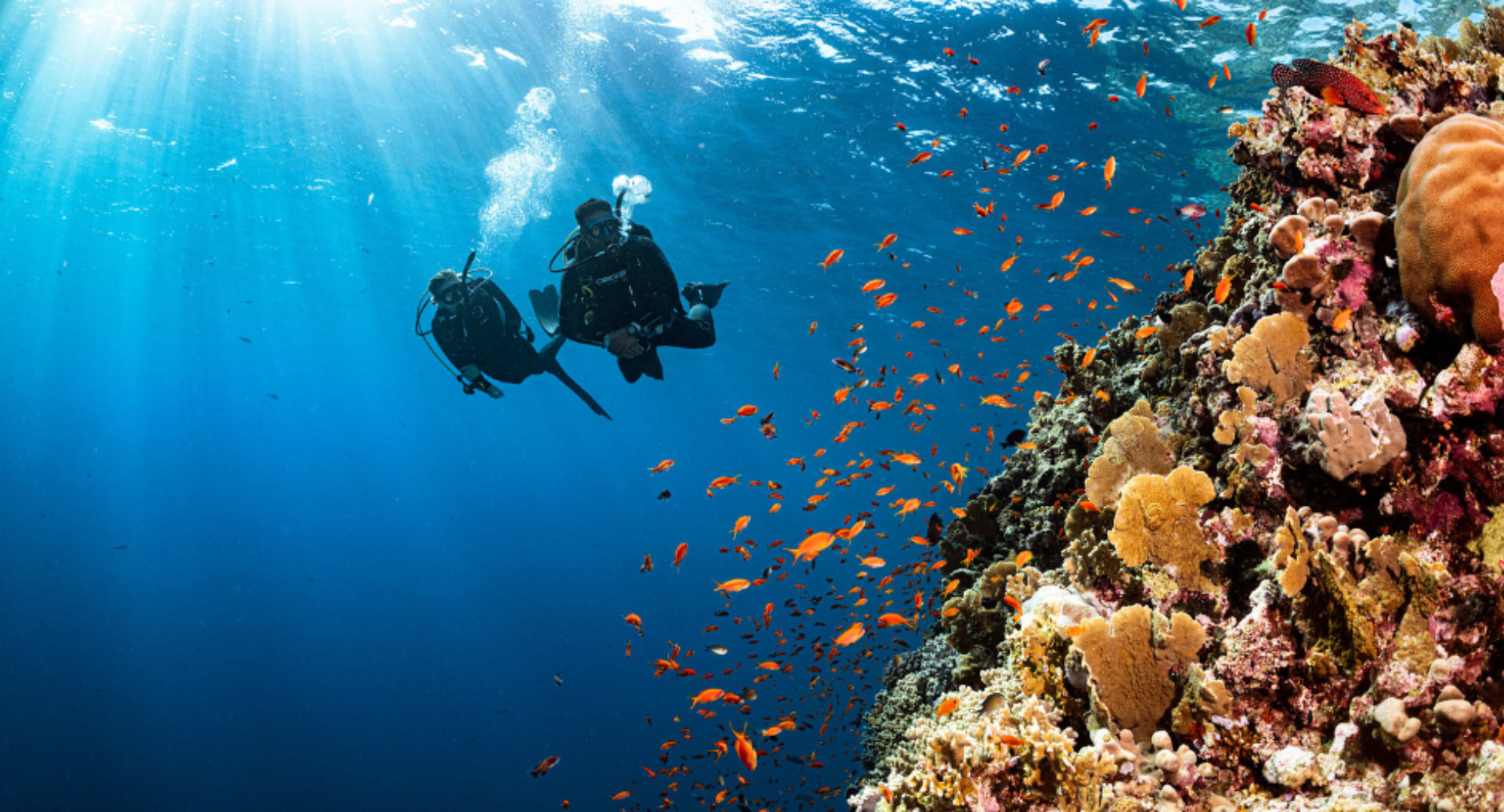 Guests exploring marine life and corals while diving at Avani+ Fares Maldives