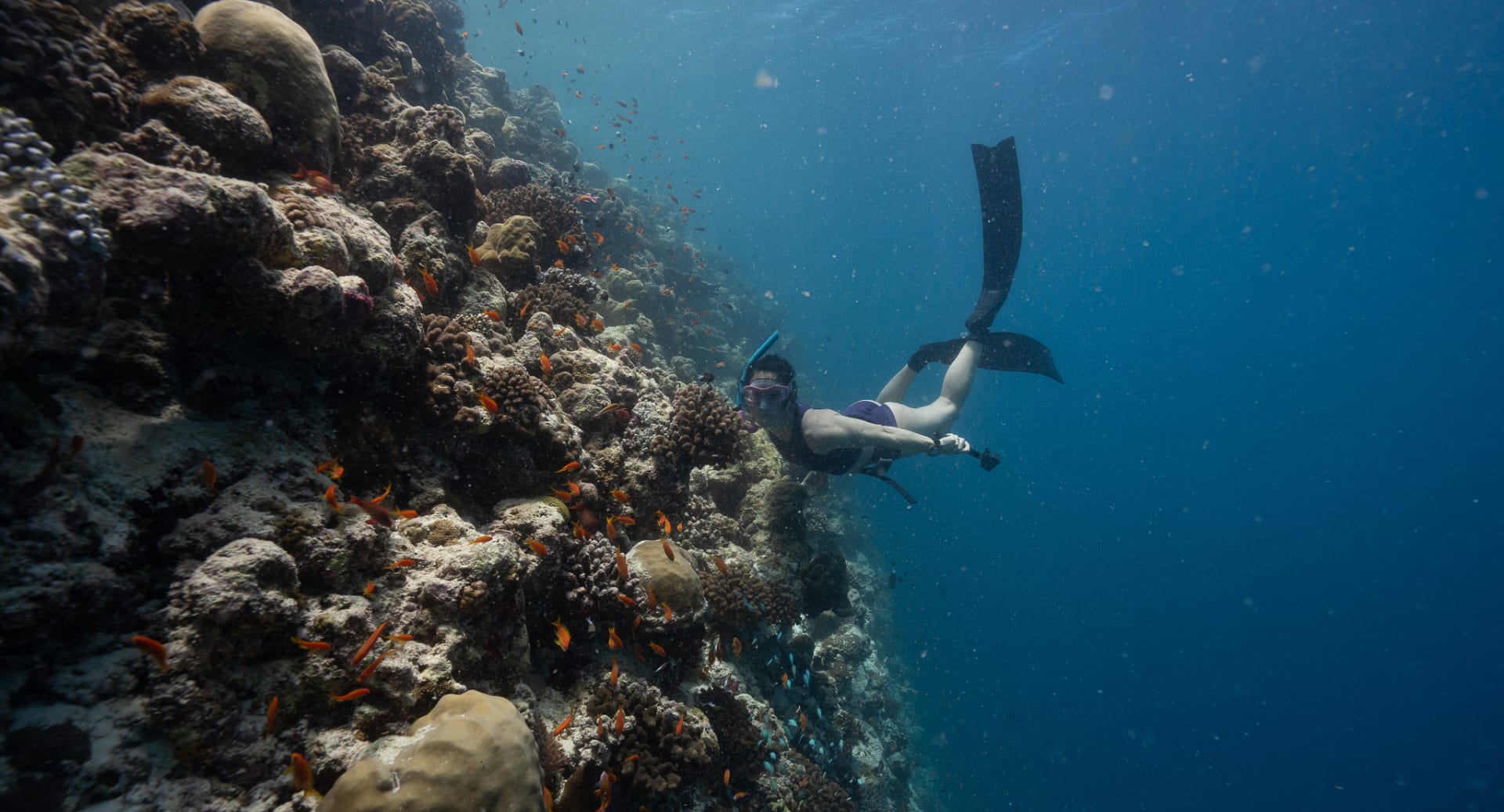 Guests exploring marine life and corals while diving at Avani+ Fares Maldives