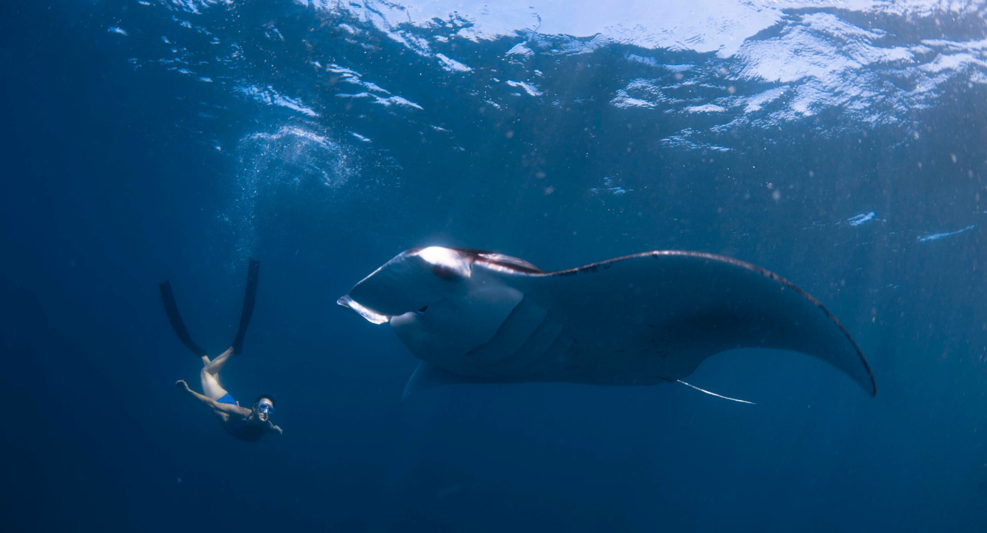 Guest snorkeling with Mantas at Avani+ Fares Maldives