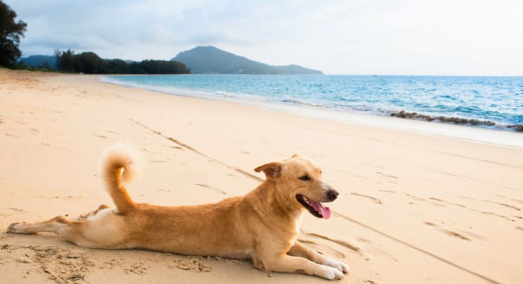 Pet friendly hotels in Thailand