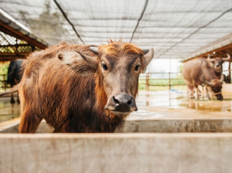 Cow image