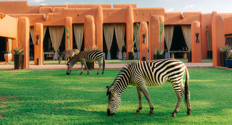 Zambia wildlife - zebras