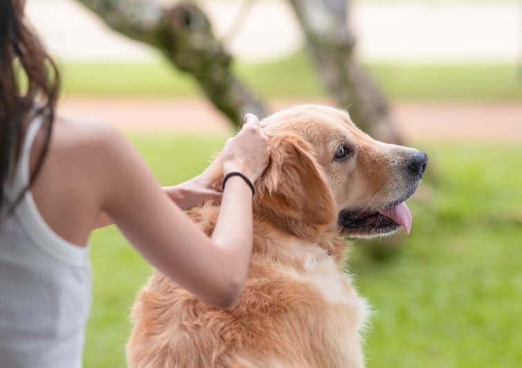 Girl with a Labrador