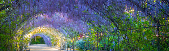 Botanic Garden 590x178