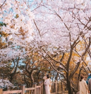 Busan Cherry Blossom