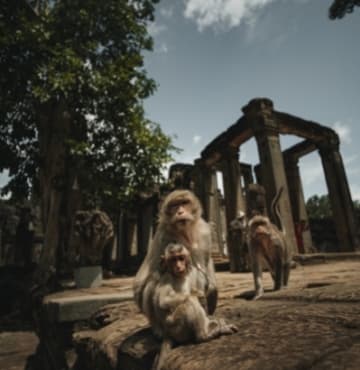 Siem Reap Temple with Monkey