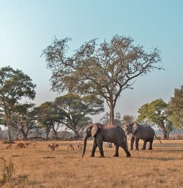 Zambia Elephant Safari Tours