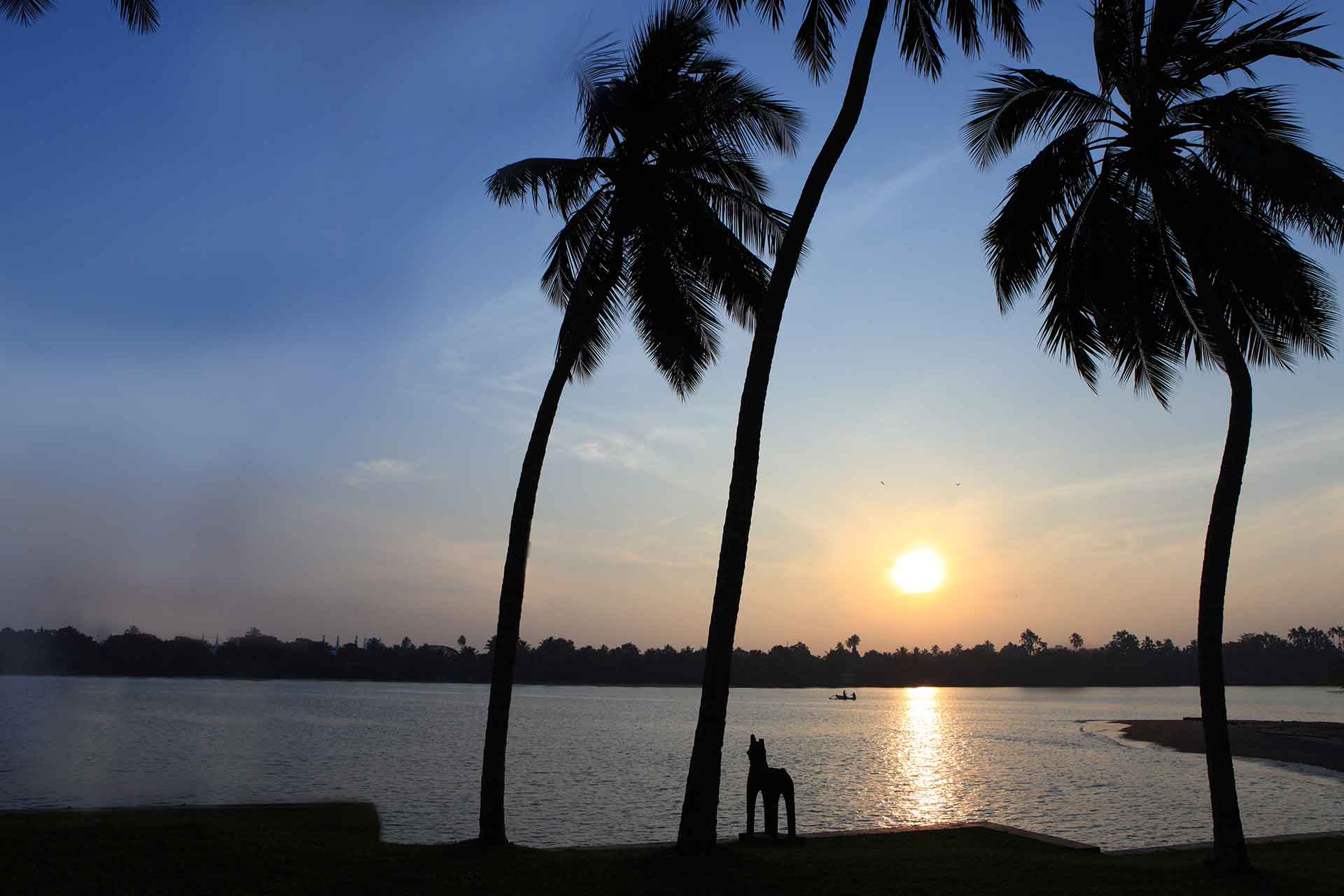 View of sunrise through coconut trees