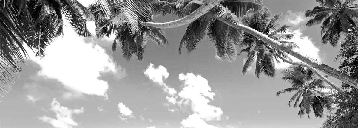 A coconut grove by beach