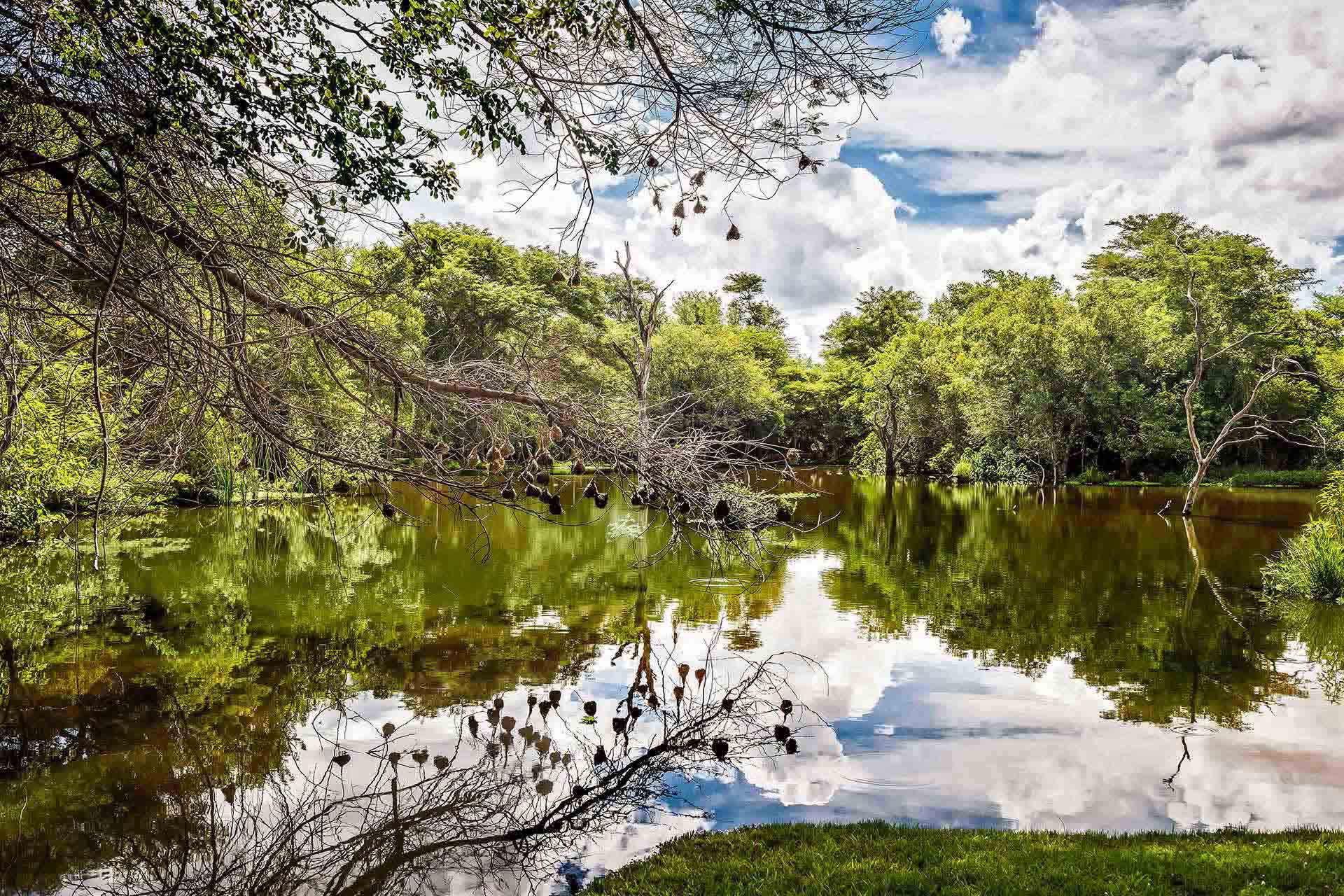 Pond area of AVANI Victoria Falls Resort