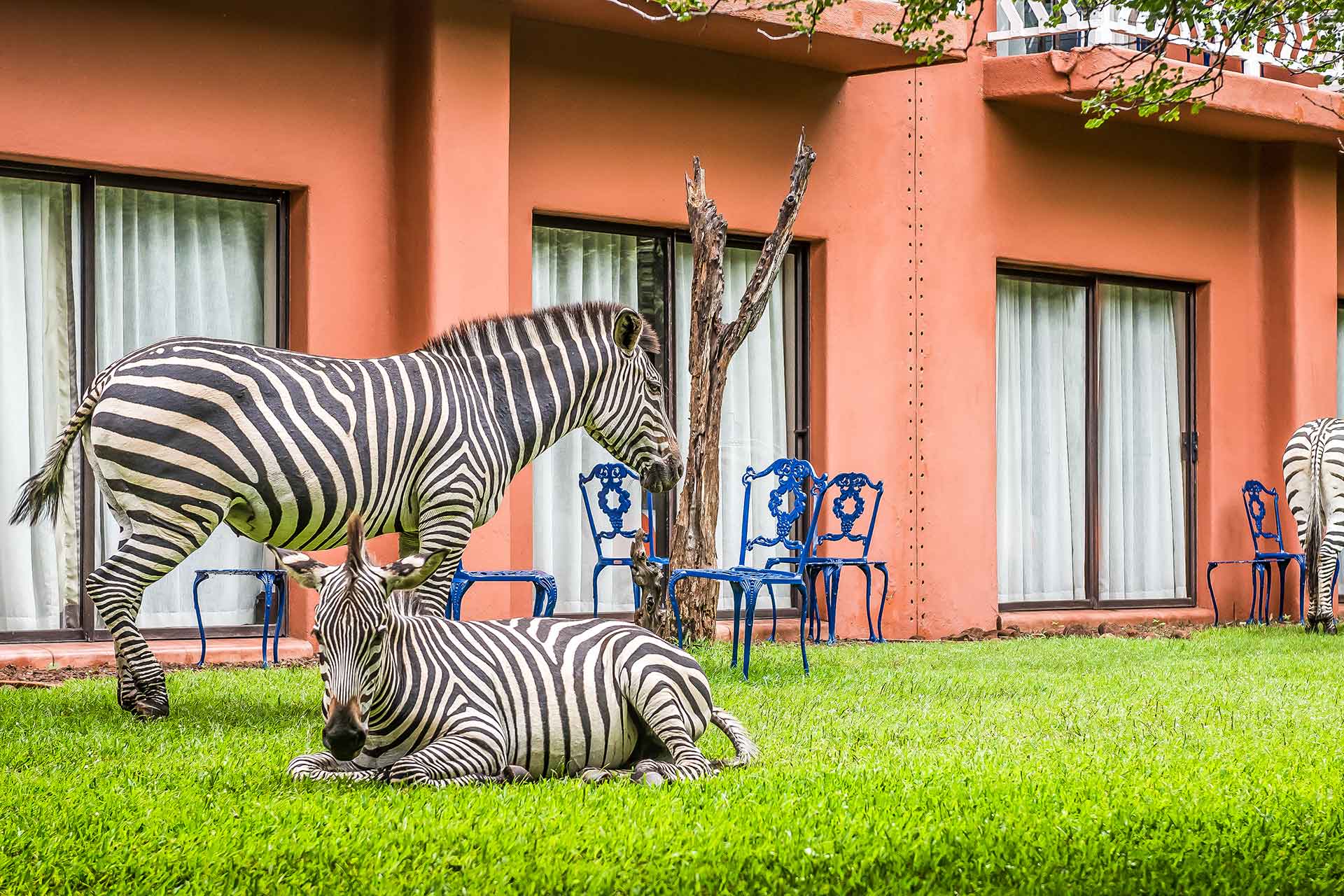Zebras at AVANI Victoria Falls Zambezi Hotel